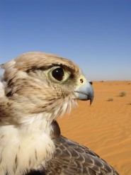 Desert Falcon by Feliz Faber